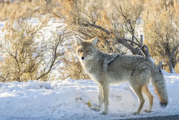 Framed Print : USA, Wyoming, Yellowstone National Park. Coyote close-up in winter