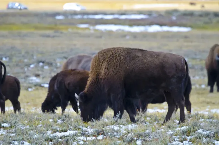 Framed Print : USA, Wyoming, Yellowstone National Park. Bison along Fountain Flat Drive