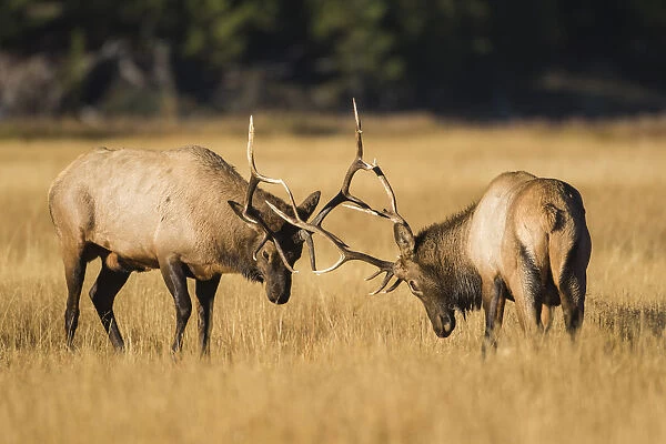 USA, Wyoming, Yellowstone National Park, two young bull elk spar in the autumn grasses