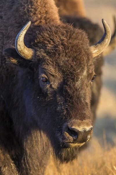 USA, Wyoming, Yellowstone National Park, a cow bison