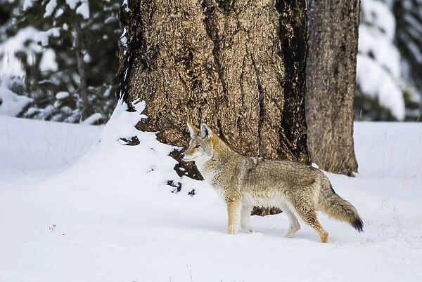 USA, Wyoming. Yellowstone National Park, coyote walks through the snow in winter