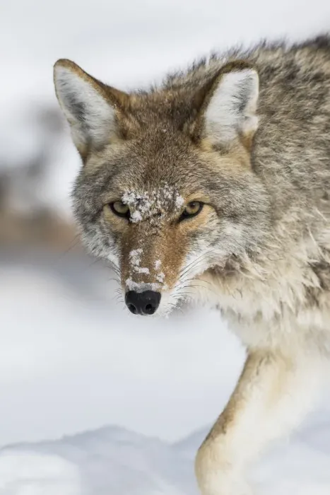 Framed Print : USA, Wyoming, Yellowstone National Park, a coyote walking along the a snowy river Framed Print : USA, Wyoming, Yellowstone National Park, a coyote walking along the a snowy river