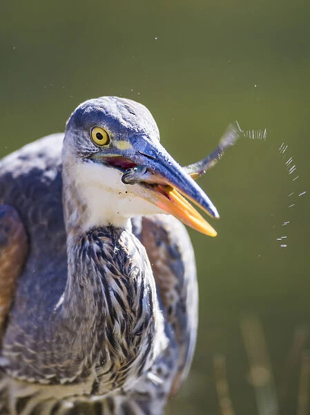 USA, Wyoming, Yellowstone National Park, Madison River, Great Blue Heron catches