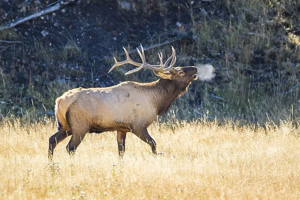 USA, Wyoming, Yellowstone National Park, Bull elk bugles in the crisp autumn air