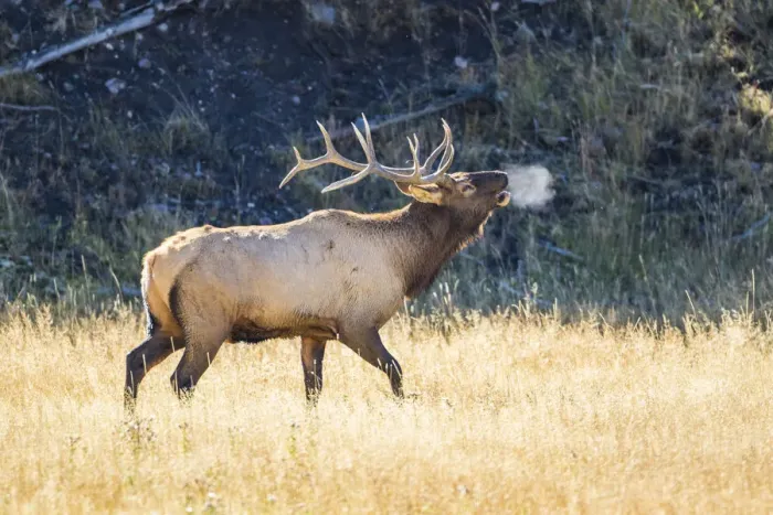 Framed Print : USA, Wyoming, Yellowstone National Park, Bull elk bugles in the crisp autumn air Framed Print : USA, Wyoming, Yellowstone National Park, Bull elk bugles in the crisp autumn air