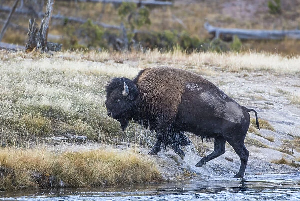 USA, Wyoming. Yellowstone National Park, bull bison crosses the Firehole River