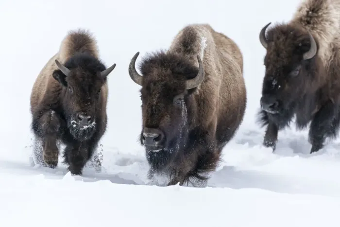 Framed Print : Usa, Wyoming, Yellowstone National Park. Group of bison begin to run through the deep snow Framed Print : Usa, Wyoming, Yellowstone National Park. Group of bison begin to run through the deep snow
