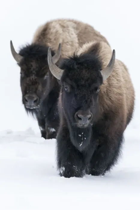 Framed Print : Usa, Wyoming, Yellowstone National Park. Bison walking in deep snow Framed Print : Usa, Wyoming, Yellowstone National Park. Bison walking in deep snow
