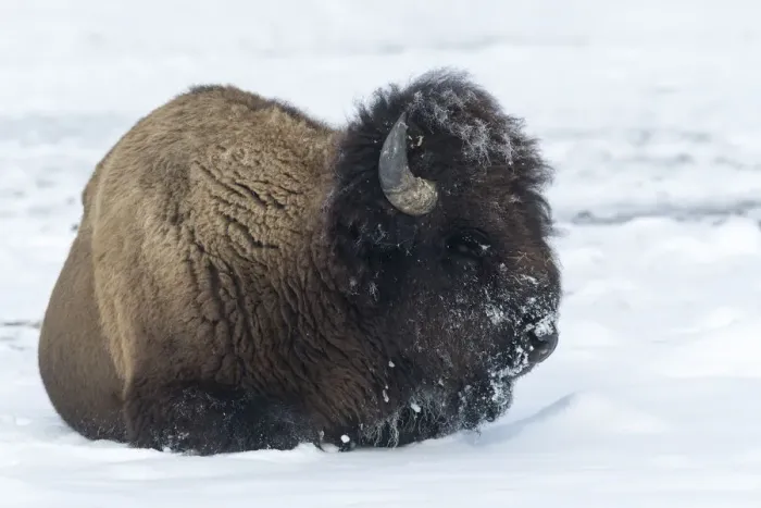 Framed Print : Usa, Wyoming, Yellowstone National Park. Bison bull covered in snow after foraging for grass Framed Print : Usa, Wyoming, Yellowstone National Park. Bison bull covered in snow after foraging for grass