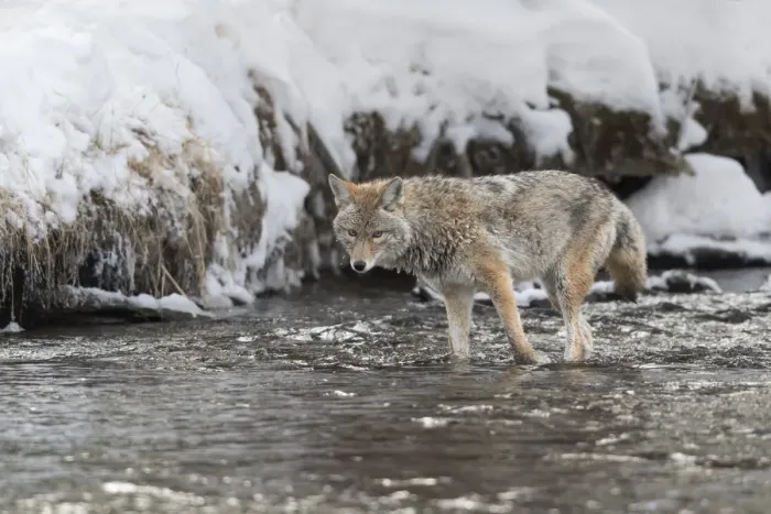 Framed Print : Usa, Wyoming, Yellowstone National Park. Coyote standing in the Madison River waiting Framed Print : Usa, Wyoming, Yellowstone National Park. Coyote standing in the Madison River waiting