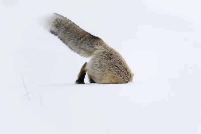 Framed Print : Usa, Wyoming, Yellowstone National Park. Red fox leaping to break through the snow to get a rodent Framed Print : Usa, Wyoming, Yellowstone National Park. Red fox leaping to break through the snow to get a rodent