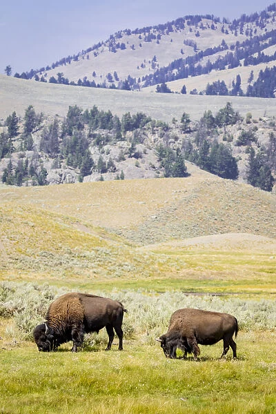 USA, Wyoming, Yellowstone National Park. Two buffalos in grassy field. Credit as