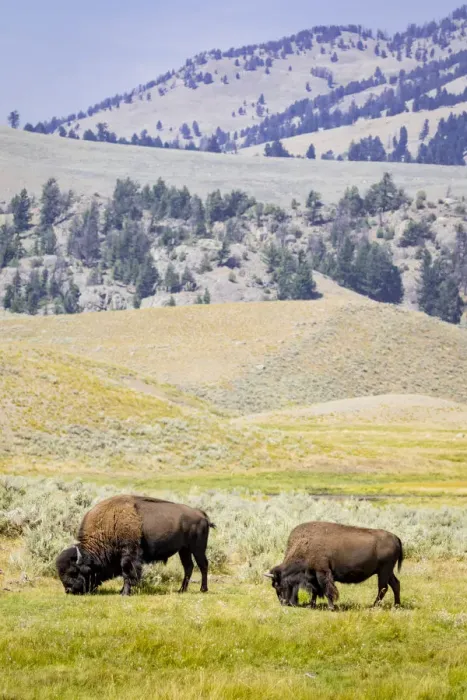 Framed Print : USA, Wyoming, Yellowstone National Park. Two buffalos in grassy field. Credit as Framed Print : USA, Wyoming, Yellowstone National Park. Two buffalos in grassy field. Credit as