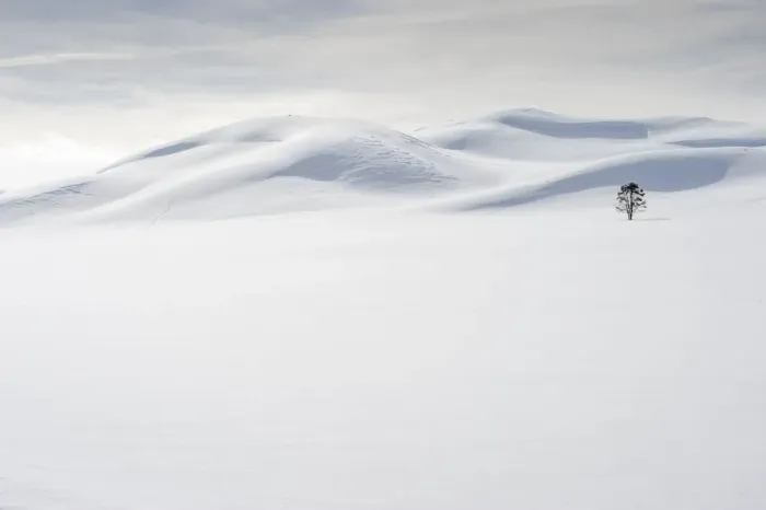Framed Print : USA, Wyoming, Yellowstone National Park, winter, lone tree Framed Print : USA, Wyoming, Yellowstone National Park, winter, lone tree