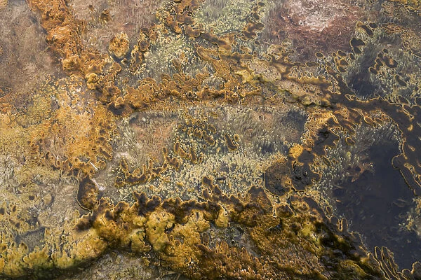 USA, Wyoming, Yellowstone National Park, Black Sand Basin. Microbial mats grow in the warm waters