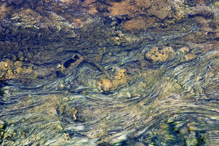 Framed Print : USA, Wyoming, Yellowstone National Park, Black Sand Basin. Microbial mats grow in the warm waters