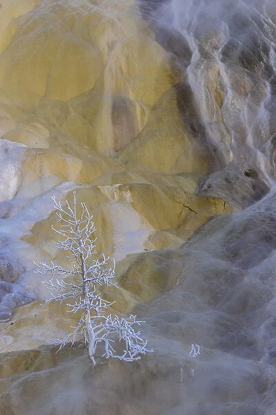 USA, Wyoming, Yellowstone National Park. Mammoth Hot Springs and frosted tree. Credit as