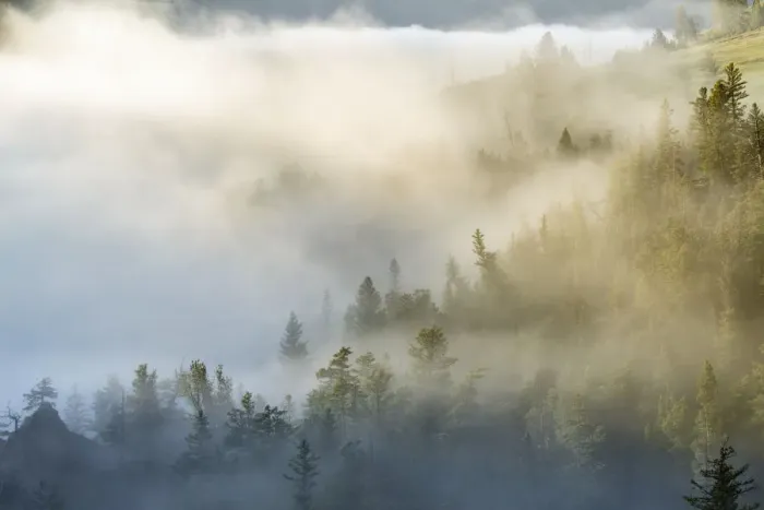 Framed Print : USA, Wyoming, Yellowstone National Park. Mist envelopes the Yellowstone River canyon Framed Print : USA, Wyoming, Yellowstone National Park. Mist envelopes the Yellowstone River canyon