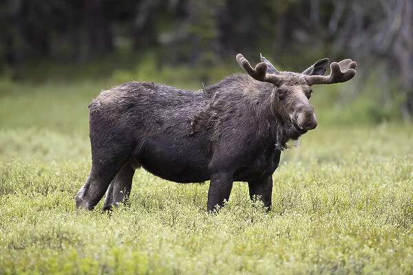 USA, Wyoming, Yellowstone National Park. Bull moose with velvet antlers. Credit as