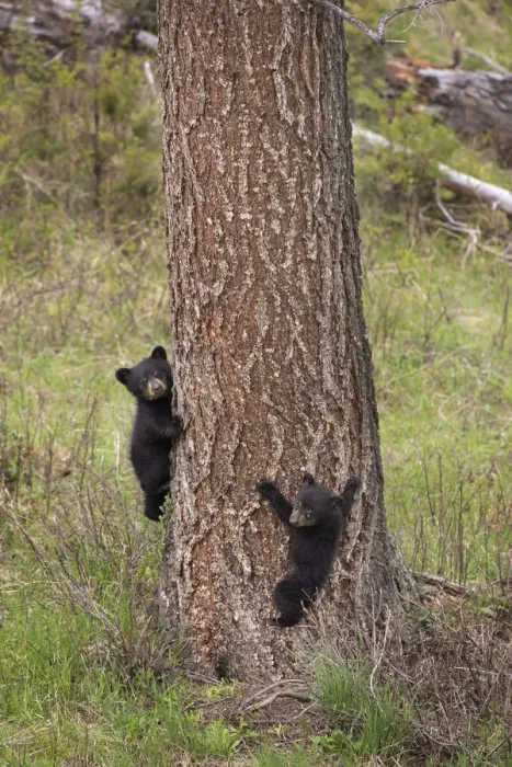 Framed Print : USA, Wyoming, Yellowstone National Park. Two black bear cubs climb pine tree. Credit as Framed Print : USA, Wyoming, Yellowstone National Park. Two black bear cubs climb pine tree. Credit as