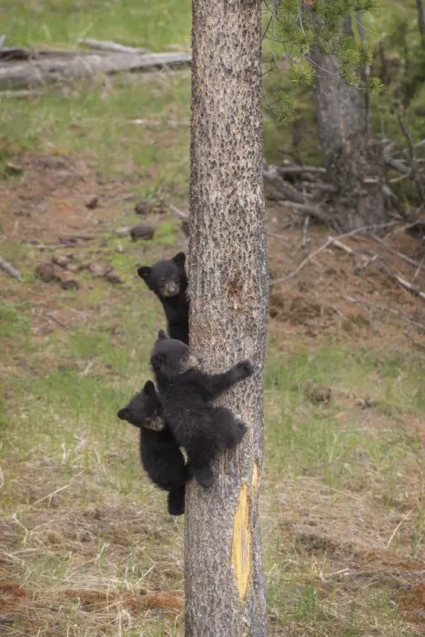 Framed Print : USA, Wyoming, Yellowstone National Park. Three black bear cubs climb pine tree. Credit as Framed Print : USA, Wyoming, Yellowstone National Park. Three black bear cubs climb pine tree. Credit as