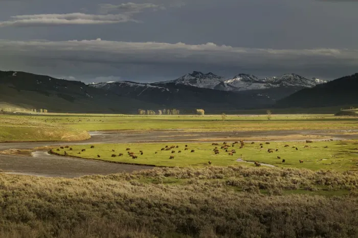 Framed Print : USA, Wyoming, Yellowstone National Park. Bison herd in Lamar Valley Framed Print : USA, Wyoming, Yellowstone National Park. Bison herd in Lamar Valley