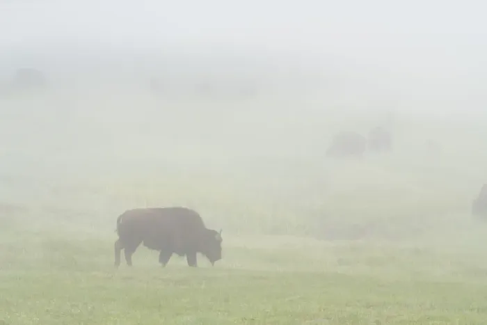 Framed Print : USA, Wyoming, Yellowstone National Park. Bison herd grazes on foggy morning in Lamar Valley Framed Print : USA, Wyoming, Yellowstone National Park. Bison herd grazes on foggy morning in Lamar Valley