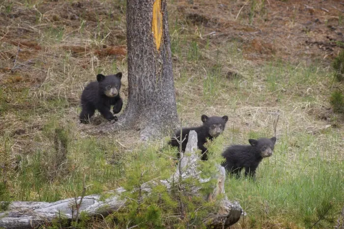 Framed Print : USA, Wyoming, Yellowstone National Park. Three black bear cubs and pine tree. Credit as Framed Print : USA, Wyoming, Yellowstone National Park. Three black bear cubs and pine tree. Credit as