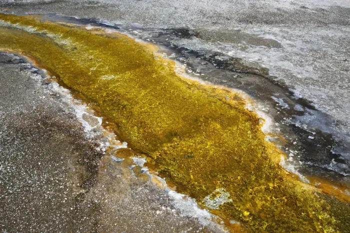 Framed Print : USA, Wyoming, Yellowstone National Park. Algal bloom at Biscuit Basin Framed Print : USA, Wyoming, Yellowstone National Park. Algal bloom at Biscuit Basin