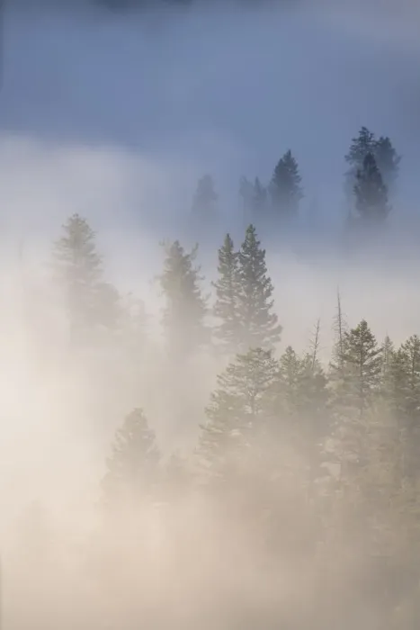 Framed Print : USA, Wyoming, Yellowstone National Park. Cold morning creates a fog above the Yellowstone River Framed Print : USA, Wyoming, Yellowstone National Park. Cold morning creates a fog above the Yellowstone River