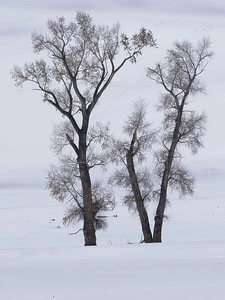 Usa, Wyoming, Yellowstone National Park. Lamar Valley, cottonwood trees in snow