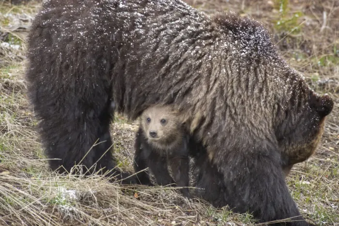 Framed Print : USA, Wyoming, Yellowstone National Park. Grizzly bear cub sheltering under mother Framed Print : USA, Wyoming, Yellowstone National Park. Grizzly bear cub sheltering under mother