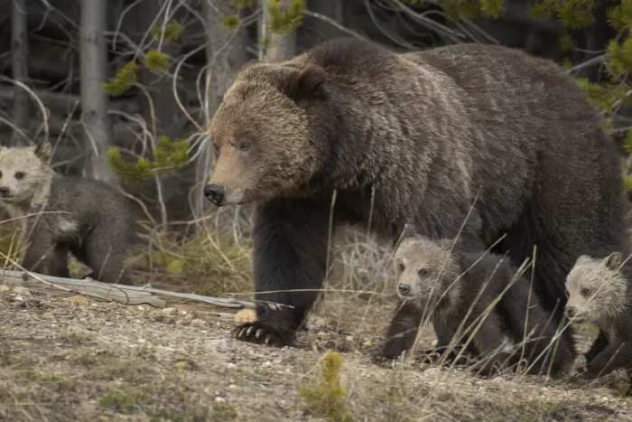Framed Print : USA, Wyoming, Yellowstone National Park. Grizzly bear sow with cubs in spring