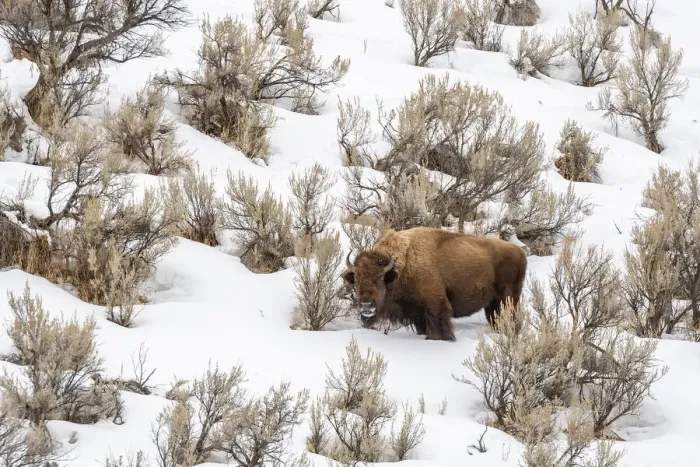 Framed Print : USA, Wyoming, Yellowstone National Park. Bison in snow. Credit as Framed Print : USA, Wyoming, Yellowstone National Park. Bison in snow. Credit as