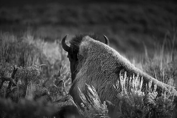 USA, Wyoming, Yellowstone National Park. Bison resting at sunset