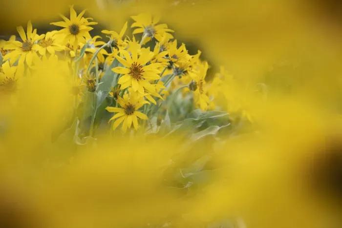 Framed Print : USA, Wyoming, Yellowstone National Park. Rydbergs arnica flower close-up Framed Print : USA, Wyoming, Yellowstone National Park. Rydbergs arnica flower close-up