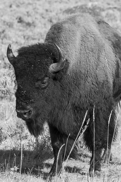 USA, Wyoming, Yellowstone National Park, Lamar Valley. Male American bison