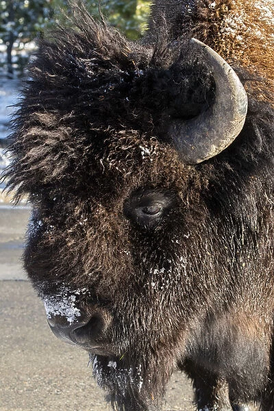 USA, Wyoming, Yellowstone National Park. Lone male American bison