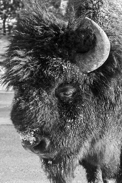USA, Wyoming, Yellowstone National Park. Lone male American bison
