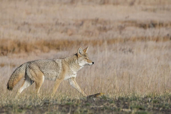 USA, Wyoming, Yellowstone National Park, Biscuit Basin. Coyote