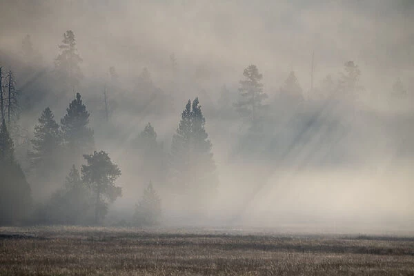 USA, Wyoming, Yellowstone National Park. Early morning fog with light rays through