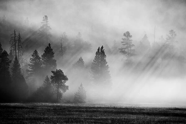 USA, Wyoming, Yellowstone National Park. Early morning fog with light rays through