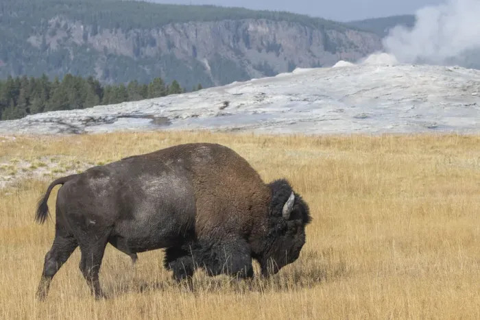 Framed Print : USA, Wyoming, Yellowstone National Park, Upper Geyser Basin