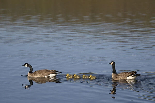 USA, Wyoming, Yellowstone National Park. Canada goose male and female swimming with four goslings