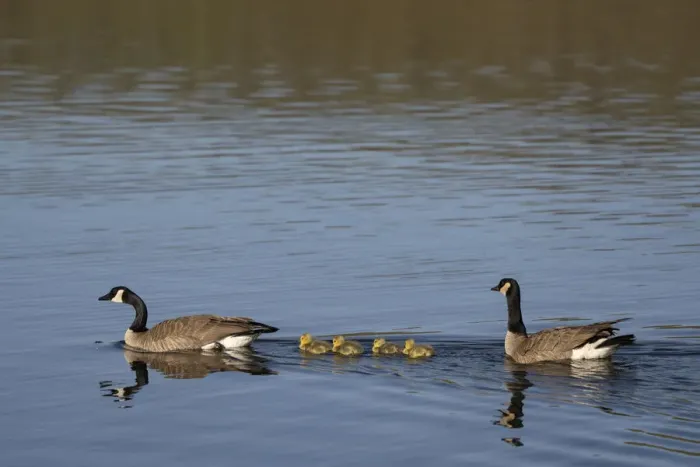 Framed Print : USA, Wyoming, Yellowstone National Park. Canada goose male and female swimming with four goslings Framed Print : USA, Wyoming, Yellowstone National Park. Canada goose male and female swimming with four goslings