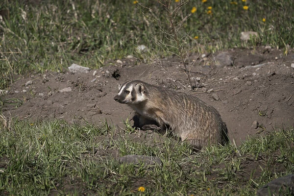 USA, Wyoming, Yellowstone National Park. American badger female at den site