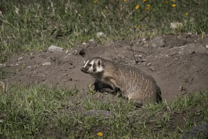 Framed Print : USA, Wyoming, Yellowstone National Park. American badger female at den site