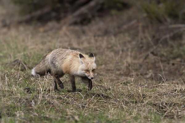USA, Wyoming, Yellowstone National Park. Close-up of red fox in field. Red Fox hunting next to a forest edge