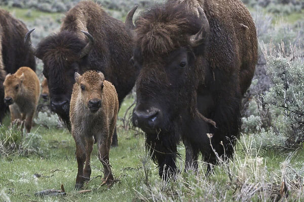 USA, Wyoming, Yellowstone National Park. Bison cow with newborn calf