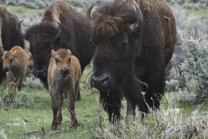 Framed Print : USA, Wyoming, Yellowstone National Park. Bison cow with newborn calf Framed Print : USA, Wyoming, Yellowstone National Park. Bison cow with newborn calf